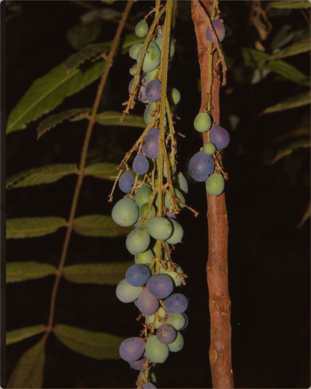 Kakadu Plum for skin: what it is and where you'll find it in MIKOA