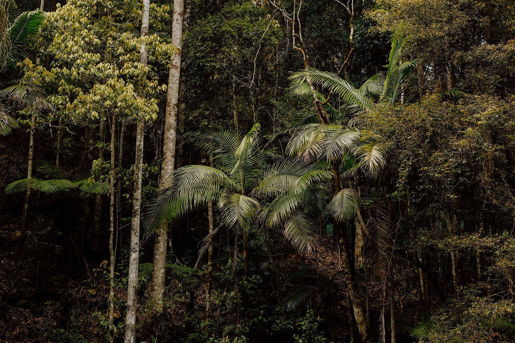 Tasmanian Pepperberry