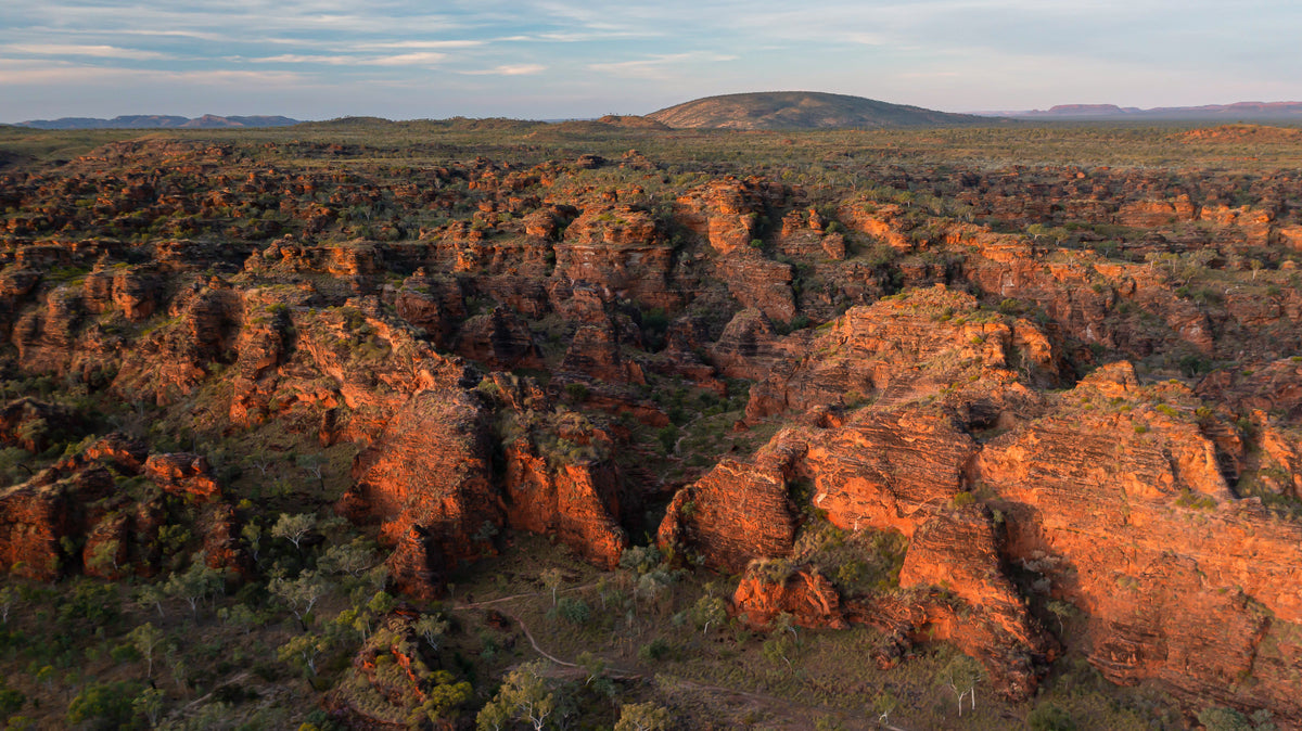 Kakadu Plum